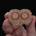 BARYTE Stalactitic Section - image 2