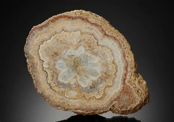 Baryte Tree Slice image