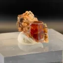 specimen video