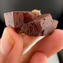 specimen video