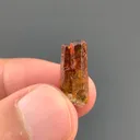 specimen video