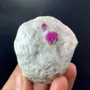 specimen video