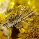 Becquerelite With Masuyite, Fourmarierite and Uranophane - image 4