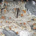 Benitoite, Neptunite and Joaquinite - image 4