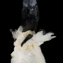 Bertrandite with Tourmaline - image 4