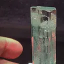 specimen video