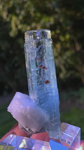 specimen video