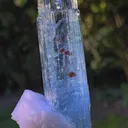 specimen video