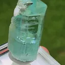 specimen video