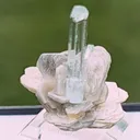 specimen video