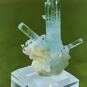 specimen video