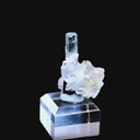 specimen video