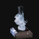 specimen video