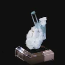 specimen video
