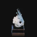 specimen video