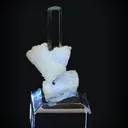 specimen video