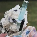 specimen video