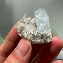 specimen video