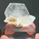 specimen video