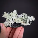 Beryl var. Aquamarine on Schorl - image 2