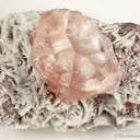 Beryl Var. Morganite (Illustrated in Barlow Book) - image 2