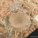 Beryl var. Morganite in Albite and Quartz - image 3
