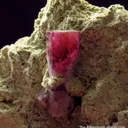 Beryl var. Red Beryl - image 4