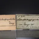 BERZELIANITE with TIEMANNITE and Clausthalite - image 1