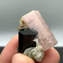 specimen video