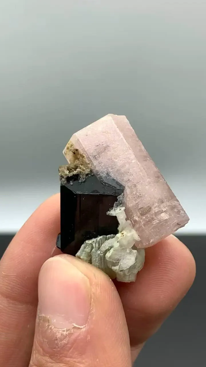 specimen video
