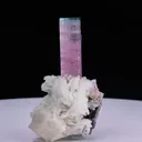 specimen video