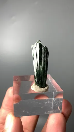 specimen video