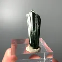 specimen video