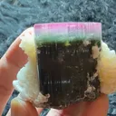 specimen video