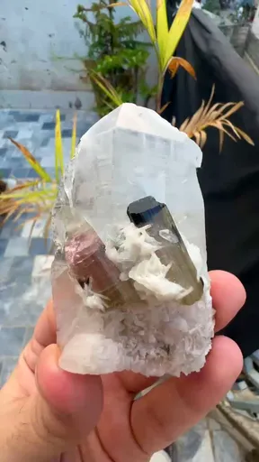 specimen video