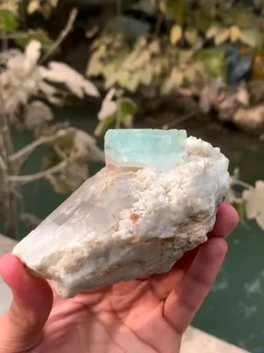 specimen video