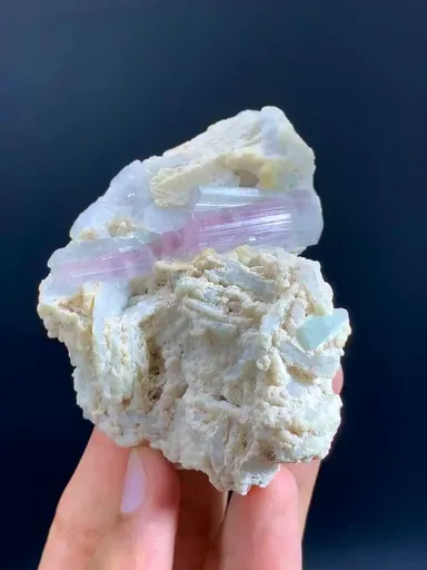 specimen video