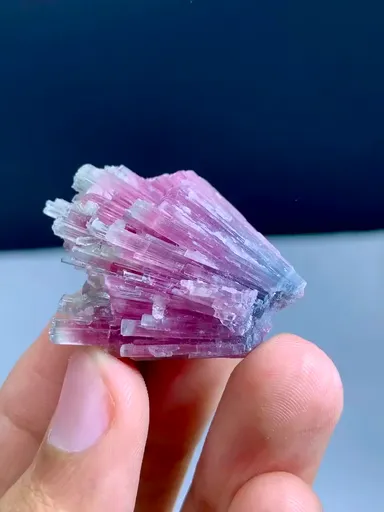 specimen video