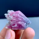 specimen video