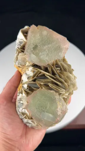 specimen video