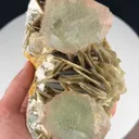 specimen video