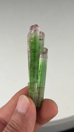 specimen video
