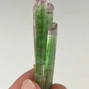 specimen video