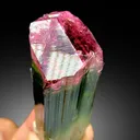 Bicolor Tourmaline – Terminated Pink & Green Crystal, Paprok Afghanistan, 105g, Excellent Clarity - image 6