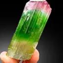 Bicolor Tourmaline – Terminated Pink & Green Crystal, Paprok Afghanistan, 105g, Excellent Clarity - image 4