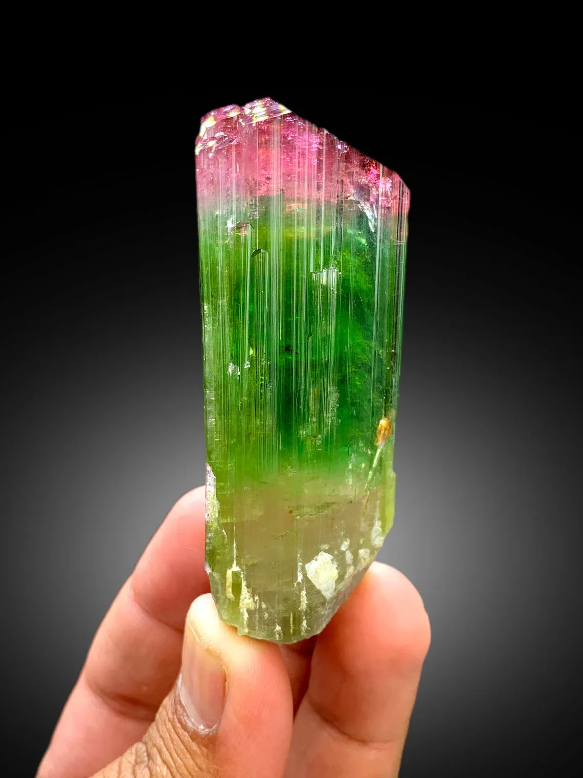 Bicolor Tourmaline – Terminated Pink & Green Crystal, Paprok Afghanistan, 105g, Excellent Clarity - image 3