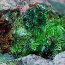 Billietite With Cuprosklodowskite and Malachite - image 1