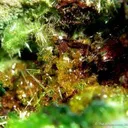 Billietite With Cuprosklodowskite and Malachite - image 2
