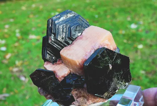 specimen video