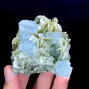 specimen video